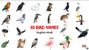 bird