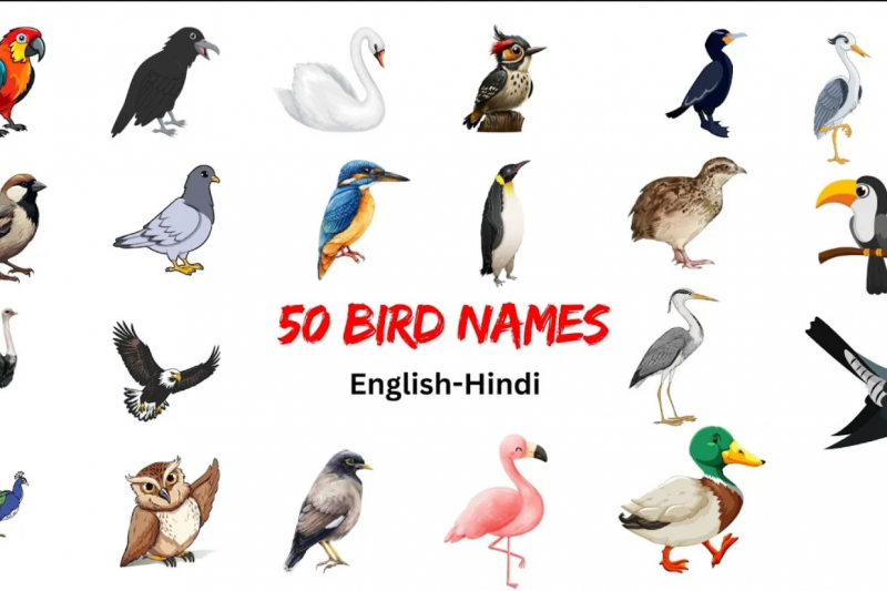 Birds Name, 50 birds name, birds name with pictures English-हिंदी | Learn with Kids